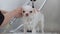A little white dog indulges in a refreshing bath at the upscale grooming salon, pampering herself with the ultimate spa