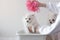 Little white dog Pomeranian sits in a white basin on top of the hand with a washcloth, the other hand holds the dog, another dog