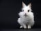 Little White Domestic Rabbit