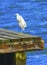 Little White Egret Bird Grand Canal Venice Italy