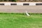 Little white egret on grass in sunny Egypt. Latin Ardea alba against a background of green foliage, white flowers