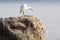 Little white Egret on a stone