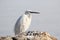 Little white Egret on a stone