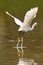 Little white egret take off