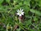 Little white flower stellaria graminea
