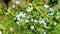 Little white flowers in German nature garden