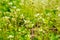 Little white flowers green background in spring field, Cardamine flexuosa, Chongqing, China