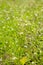 Little white flowers green background in spring field, Cardamine flexuosa, Chongqing, China