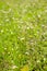 Little white flowers green background in spring field, Cardamine flexuosa, Chongqing, China