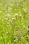 Little white flowers green background in spring field, Cardamine flexuosa, Chongqing, China