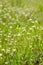 Little white flowers green background in spring field, Cardamine flexuosa, Chongqing, China