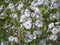 Little white flowers of Phlox maculata Reine de Jour