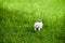 Little white fluffy rabbit jumping on vivid green lawn, blurred unfocused background