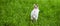 Little white fluffy rabbit jumping on vivid green lawn, blurred unfocused background