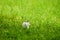 Little white fluffy rabbit jumping on vivid green lawn, blurred unfocused background