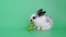 Little white and grey adorable bunny rabbit eat vegetable on green screen or background