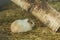 Little white guinea pig - a favorite animal eating hay behind glass. A popular lovely unpretentious pet for children