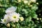 Little white hardy chrysanthemums flower in garden