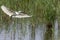 Little White Heron Egretta garzetta in flight over the swamp between the reeds.