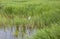 Little White Heron Egretta garzetta in flight over the swamp between the reeds.