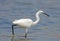 Little white heron hunting in blue water