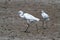 A little white heron walks along the swamp