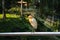 Little white heron walks through the park looking for food