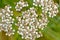 Little white hgohweed flowers, overhead view - Heracleum sphondylium