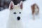 Little white husky with blue eyes, close up