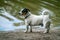 Little white Jack Russel breed like dog is playing on a beach near a lake