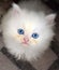 Little white kitten with blue eyes