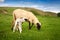 Little white lamb with mother grazing