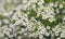Little white Lobularia Maritima flowers
