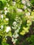 Little white Lobularia maritima flowers in a garden under the warm spring sun.Close-up image of tiny white flowers of Sweet