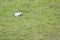 Little white lonely sheep on green meadow