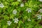 Little white meadow flowers in the rays of sunlight. Grow in early summer. Selective focus, blurred background