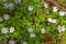 Little white meadow flowers in the rays of sunlight. Grow in early summer. Selective focus, blurred background