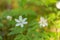 Little white meadow flowers in the rays of sunlight. Grow in early summer. Selective focus, blurred background