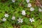 Little white meadow flowers in the rays of sunlight. Grow in early summer. Selective focus, blurred background