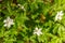 Little white meadow flowers in the rays of sunlight. Grow in early summer. Selective focus, blurred background