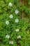 Little white meadow flowers in the rays of sunlight. Grow in early summer. Selective focus, blurred background