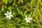 Little white meadow flowers in the rays of sunlight. Grow in early summer. Selective focus, blurred background