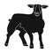 Little white mountain sheep.Scottish fold sheep.Scotland single icon in black style vector symbol stock illustration.