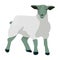 Little white mountain sheep.Scottish fold sheep.Scotland single icon in cartoon style vector symbol stock illustration.