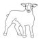 Little white mountain sheep.Scottish fold sheep.Scotland single icon in outline style vector symbol stock illustration.