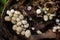 Little white mushroom in dead palm tree