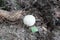 Little white mushroom. Inedible small mushroom of white color