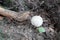 Little white mushroom. Inedible small mushroom of white color