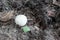 Little white mushroom. Inedible small mushroom of white color