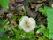Little white mushroom over leaves